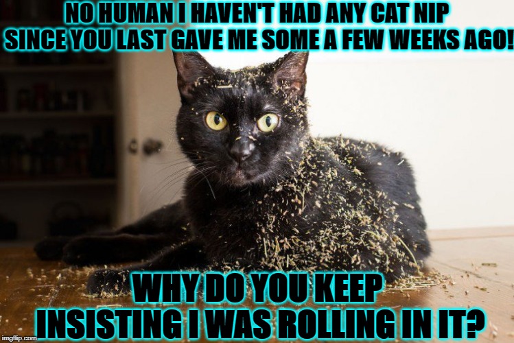 NO HUMAN I HAVEN'T HAD ANY CAT NIP SINCE YOU LAST GAVE ME SOME A FEW WEEKS AGO! WHY DO YOU KEEP INSISTING I WAS ROLLING IN IT? | image tagged in blatant liar | made w/ Imgflip meme maker