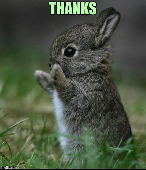 Cute Bunny | THANKS | image tagged in cute bunny | made w/ Imgflip meme maker