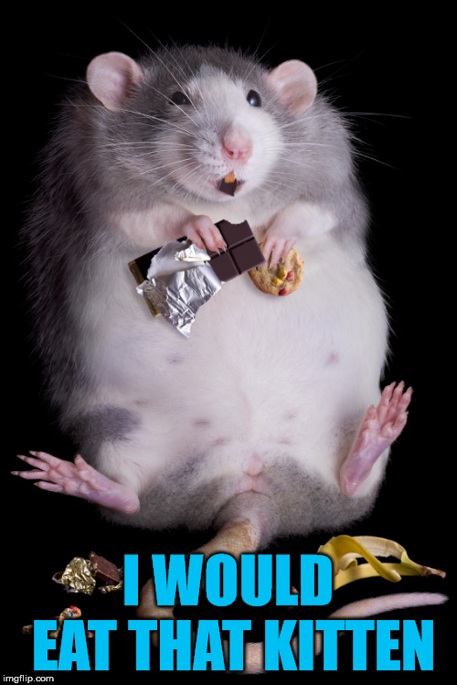 Mouse | I WOULD EAT THAT KITTEN | image tagged in mouse | made w/ Imgflip meme maker