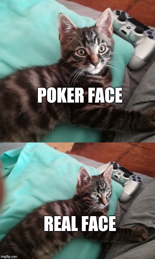 smart cat | POKER FACE; REAL FACE | image tagged in cats,funny cats | made w/ Imgflip meme maker