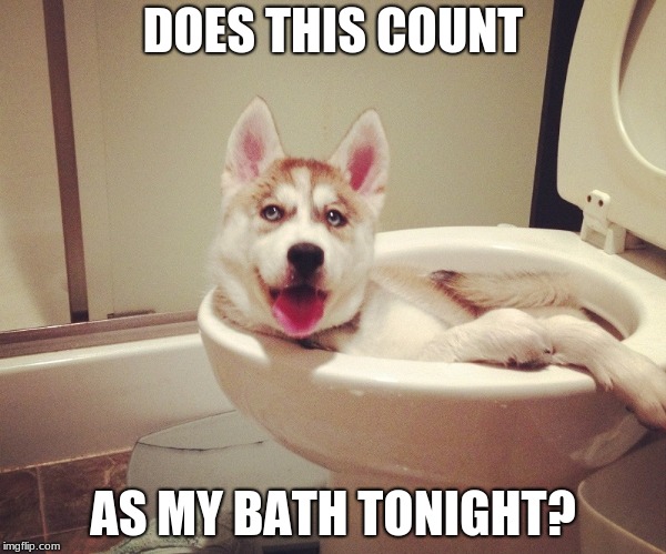 Does this count as my bath tonight? | DOES THIS COUNT; AS MY BATH TONIGHT? | image tagged in toilet humor,husky | made w/ Imgflip meme maker