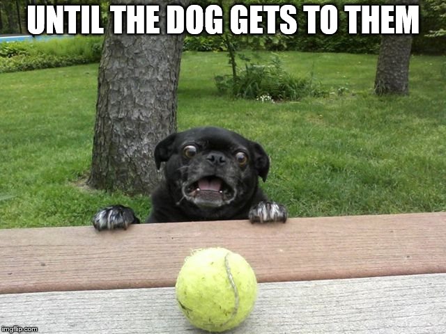 Pug Tennis Ball | UNTIL THE DOG GETS TO THEM | image tagged in pug tennis ball | made w/ Imgflip meme maker