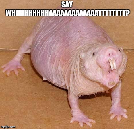 naked mole rat | SAY WHHHHHHHHHAAAAAAAAAAAAATTTTTTTT? | image tagged in naked mole rat | made w/ Imgflip meme maker