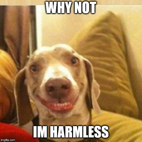 big smile doggie | WHY NOT IM HARMLESS | image tagged in big smile doggie | made w/ Imgflip meme maker