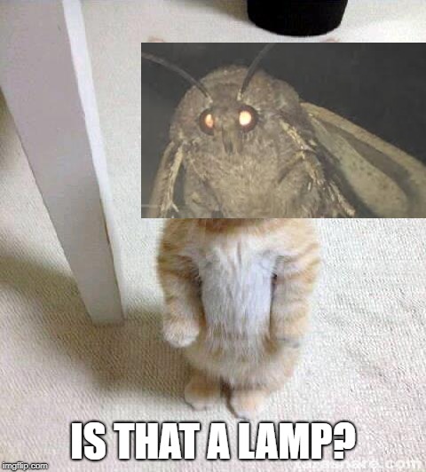 Cute Cat | IS THAT A LAMP? | image tagged in memes,cute cat | made w/ Imgflip meme maker