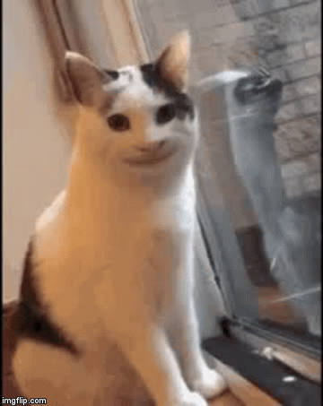 “Pussies.” | image tagged in gifs | made w/ Imgflip video-to-gif maker