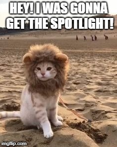 Cat lion resume | HEY! I WAS GONNA GET THE SPOTLIGHT! | image tagged in cat lion resume | made w/ Imgflip meme maker