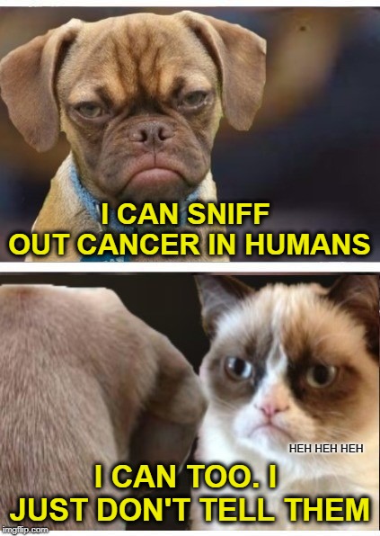 Dog -vs Cat | I CAN SNIFF OUT CANCER IN HUMANS; I CAN TOO. I JUST DON'T TELL THEM; HEH HEH HEH | image tagged in funny memes,cat,cat meme,dog,cancer,detection | made w/ Imgflip meme maker