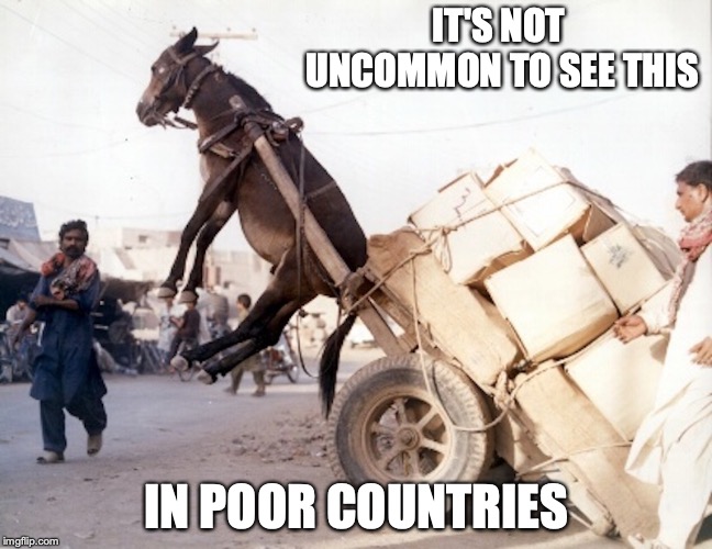 Donkey Taking Large Load | IT'S NOT UNCOMMON TO SEE THIS; IN POOR COUNTRIES | image tagged in donkey,ass,memes | made w/ Imgflip meme maker