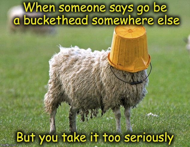 stupid sheep | When someone says go be a buckethead somewhere else; But you take it too seriously | image tagged in stupid sheep | made w/ Imgflip meme maker