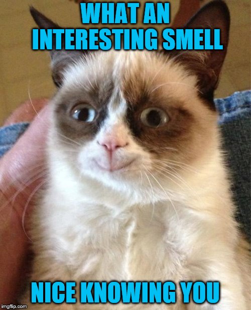 Grumpy Cat Happy Meme | WHAT AN INTERESTING SMELL NICE KNOWING YOU | image tagged in memes,grumpy cat happy,grumpy cat | made w/ Imgflip meme maker