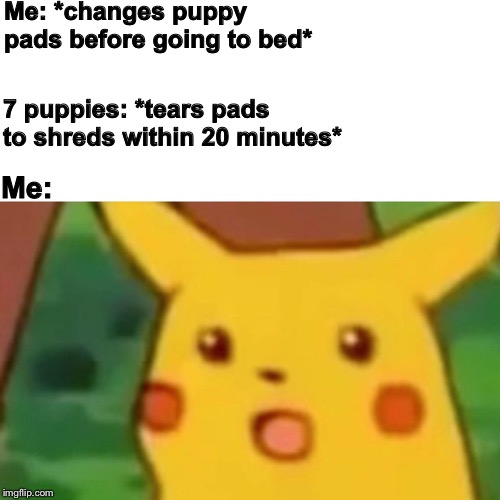 Surprised Pikachu | Me: *changes puppy pads before going to bed*; 7 puppies: *tears pads to shreds within 20 minutes*; Me: | image tagged in memes,surprised pikachu | made w/ Imgflip meme maker