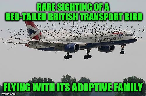 RARE SIGHTING OF A RED-TAILED BRITISH TRANSPORT BIRD FLYING WITH ITS ADOPTIVE FAMILY | made w/ Imgflip meme maker