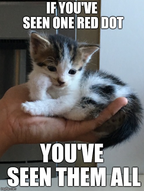 cynical-kitten | IF YOU'VE SEEN ONE RED DOT; YOU'VE SEEN THEM ALL | image tagged in cynical-kitten,memes,cute cats,red dot,cynicism | made w/ Imgflip meme maker