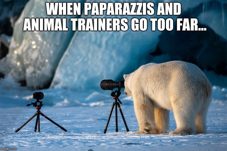 WHEN PAPARAZZIS AND ANIMAL TRAINERS GO TOO FAR... | image tagged in polar bear photographer | made w/ Imgflip meme maker