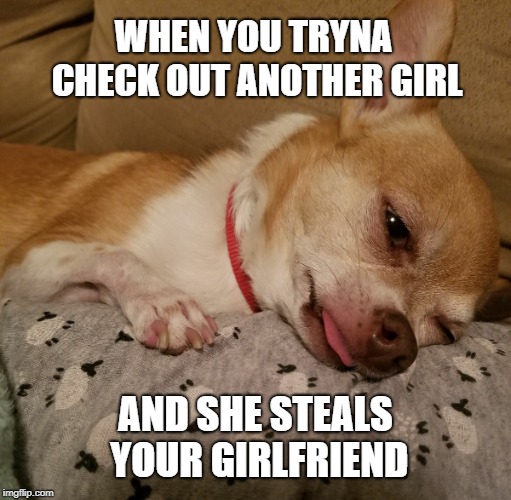 Depression Chihuahua | WHEN YOU TRYNA CHECK OUT ANOTHER GIRL; AND SHE STEALS YOUR GIRLFRIEND | image tagged in cheating,lesbians,depressing meme week,funny memes | made w/ Imgflip meme maker