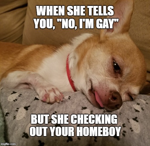 Depressed Chihuahua | WHEN SHE TELLS YOU, "NO, I'M GAY"; BUT SHE CHECKING OUT YOUR HOMEBOY | image tagged in funny memes,girlfriend,gay,depressing meme week,chihuahua,funny | made w/ Imgflip meme maker