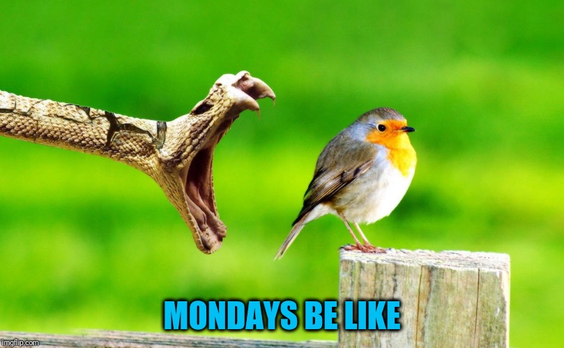 Whether it's the mortgage payment or a class project... | MONDAYS BE LIKE | image tagged in poor bird | made w/ Imgflip meme maker