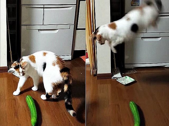 High Quality Cat vs Cucumber Blank Meme Template