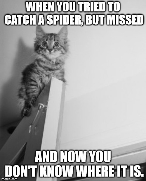 WHEN YOU TRIED TO CATCH A SPIDER, BUT MISSED; AND NOW YOU DON'T KNOW WHERE IT IS. | image tagged in cat on door | made w/ Imgflip meme maker