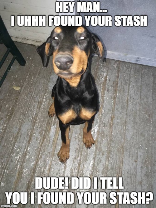 stoned dog | HEY MAN...       I UHHH FOUND YOUR STASH; DUDE! DID I TELL YOU I FOUND YOUR STASH? | image tagged in dog memes | made w/ Imgflip meme maker
