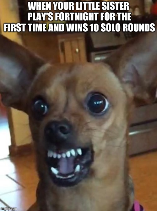 Trump Chiuahua | WHEN YOUR LITTLE SISTER PLAY'S FORTNIGHT FOR THE FIRST TIME AND WINS 10 SOLO ROUNDS | image tagged in trump chiuahua | made w/ Imgflip meme maker