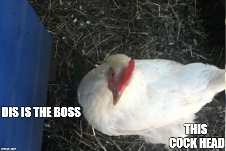 DIS IS THE BOSS THIS COCK HEAD | made w/ Imgflip meme maker