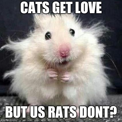 Stressed Mouse | CATS GET LOVE BUT US RATS DONT? | image tagged in stressed mouse | made w/ Imgflip meme maker