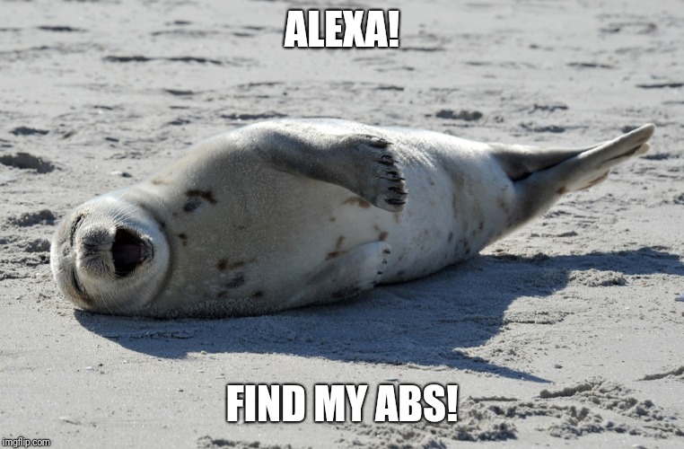 Fat seal needs abs | ALEXA! FIND MY ABS! | image tagged in seal,abs,fat,workout,exercise,fitness | made w/ Imgflip meme maker