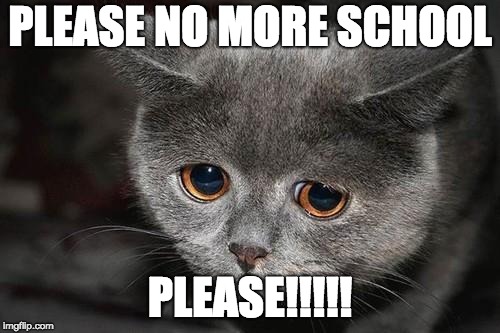 Sad cat | PLEASE NO MORE SCHOOL; PLEASE!!!!! | image tagged in sad cat | made w/ Imgflip meme maker