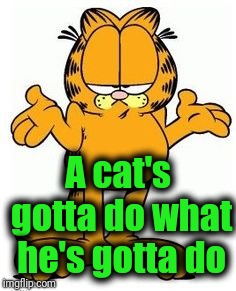 Garfield shrug | A cat's gotta do what he's gotta do | image tagged in garfield shrug | made w/ Imgflip meme maker