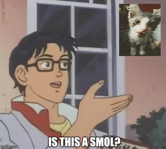 Smol kitten | IS THIS A SMOL? | image tagged in memes,is this a pigeon,smol,cat,kitten | made w/ Imgflip meme maker