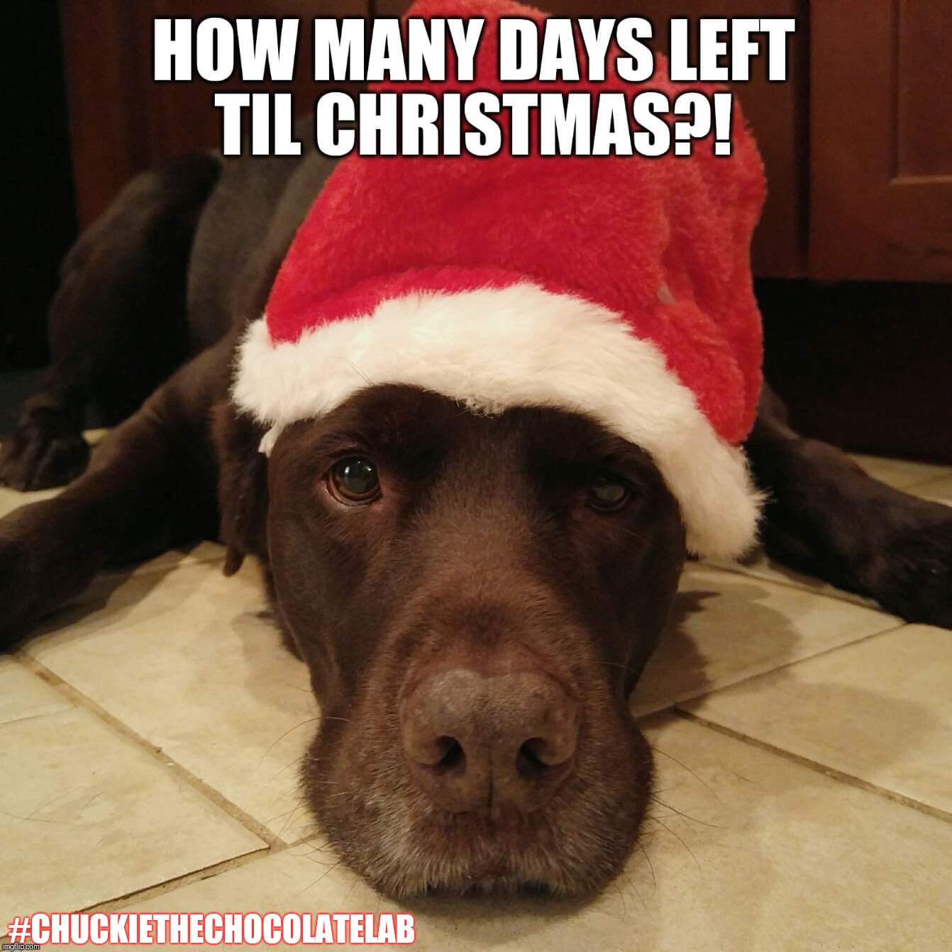 How many days left til Christmas?  | #CHUCKIETHECHOCOLATELAB | image tagged in chuckie the chocolate lab,dogs,memes,cute,christmas,countdown | made w/ Imgflip meme maker