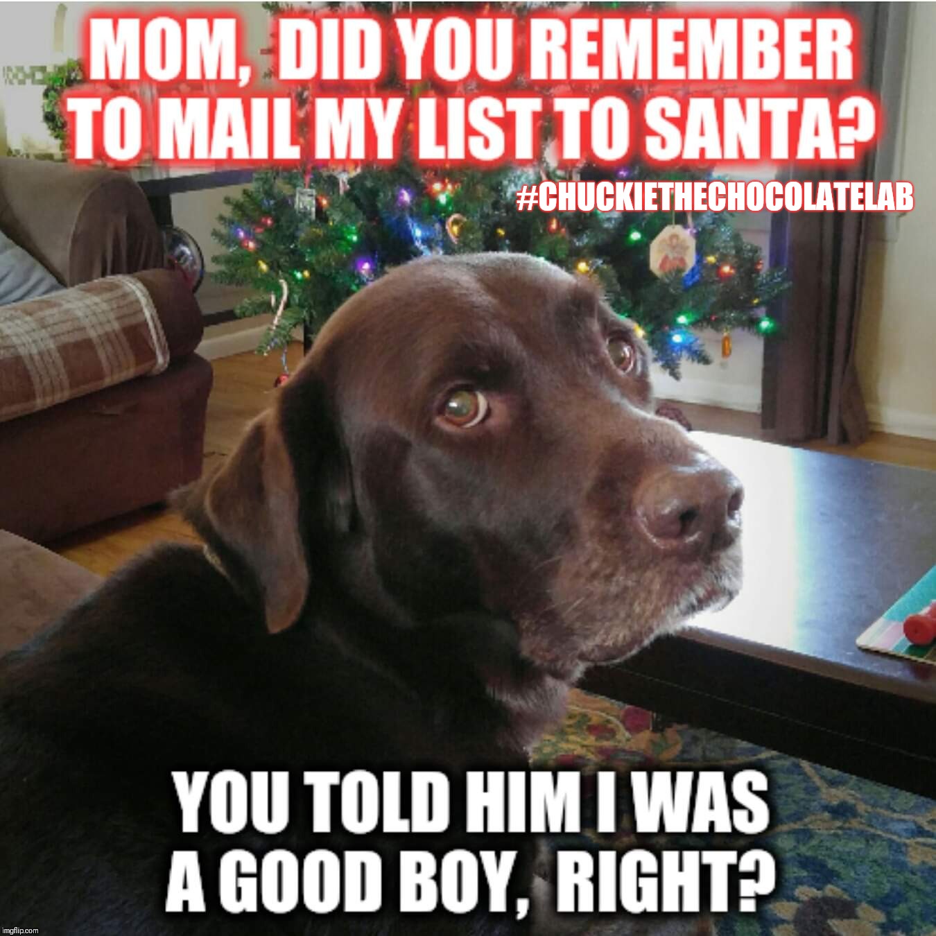 Tell Santa I'm a good boy!  | #CHUCKIETHECHOCOLATELAB | image tagged in chuckie the chocolate lab,santa,christmas,dogs,funny,memes | made w/ Imgflip meme maker