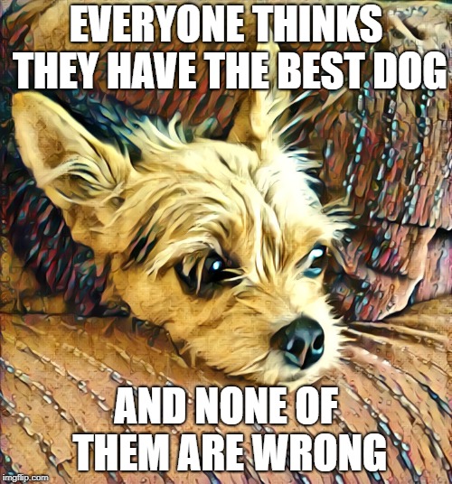 EVERYONE THINKS THEY HAVE THE BEST DOG; AND NONE OF THEM ARE WRONG | made w/ Imgflip meme maker