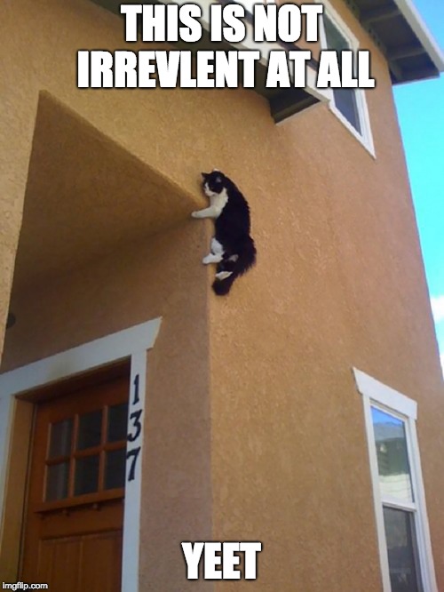 ParkourCat | THIS IS NOT IRREVLENT AT ALL YEET | image tagged in parkourcat | made w/ Imgflip meme maker