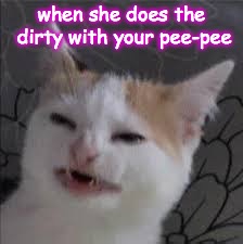 when she does the dirty with your pee-pee | image tagged in angry cat | made w/ Imgflip meme maker