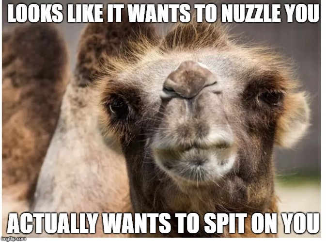 LOOKS LIKE IT WANTS TO NUZZLE YOU; ACTUALLY WANTS TO SPIT ON YOU | image tagged in banana4lyfe | made w/ Imgflip meme maker