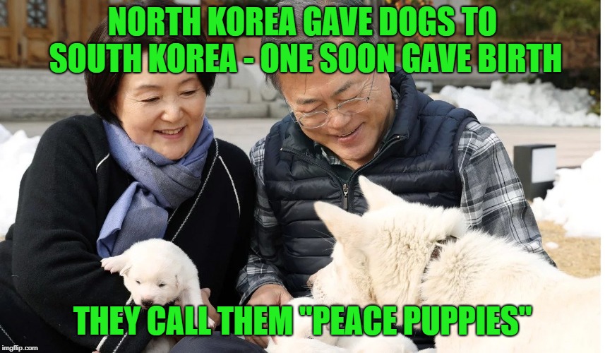 Moon Puppies | NORTH KOREA GAVE DOGS TO SOUTH KOREA - ONE SOON GAVE BIRTH THEY CALL THEM "PEACE PUPPIES" | image tagged in moon puppies | made w/ Imgflip meme maker