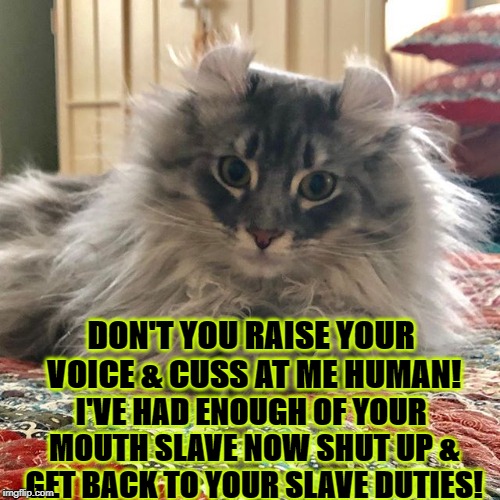 DON'T YOU RAISE YOUR VOICE & CUSS AT ME HUMAN! I'VE HAD ENOUGH OF YOUR MOUTH SLAVE NOW SHUT UP & GET BACK TO YOUR SLAVE DUTIES! | image tagged in i've had enough | made w/ Imgflip meme maker