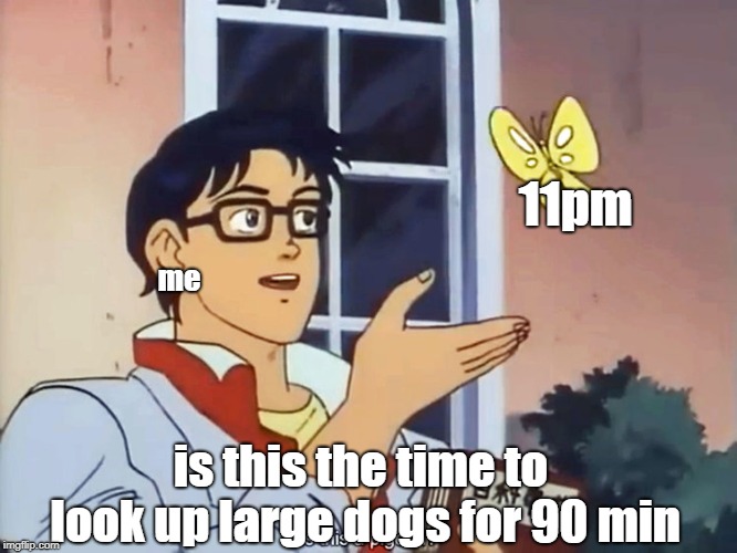 ANIME BUTTERFLY MEME | 11pm; me; is this the time to look up large dogs for 90 min | image tagged in anime butterfly meme | made w/ Imgflip meme maker