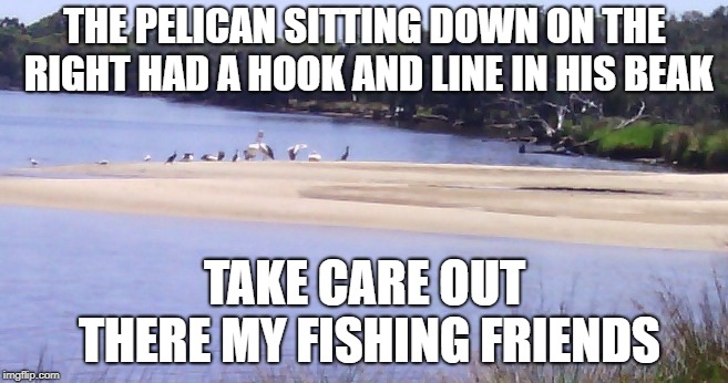 Things you see while fishing... | THE PELICAN SITTING DOWN ON THE RIGHT HAD A HOOK AND LINE IN HIS BEAK; TAKE CARE OUT THERE MY FISHING FRIENDS | image tagged in fishing,birds,accident,wildlife | made w/ Imgflip meme maker