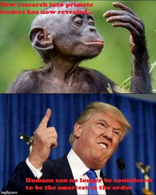 Monkey Research | image tagged in monkey,trump,stupid,research,science | made w/ Imgflip meme maker