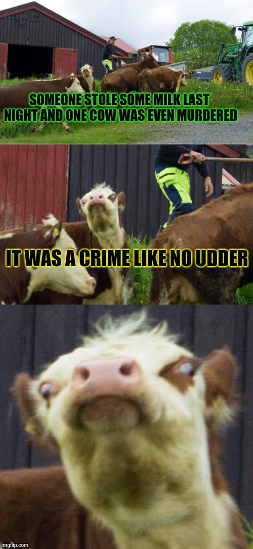 Bad pun cow  | SOMEONE STOLE SOME MILK LAST NIGHT AND ONE COW WAS EVEN MURDERED; IT WAS A CRIME LIKE NO UDDER | image tagged in bad pun cow | made w/ Imgflip meme maker