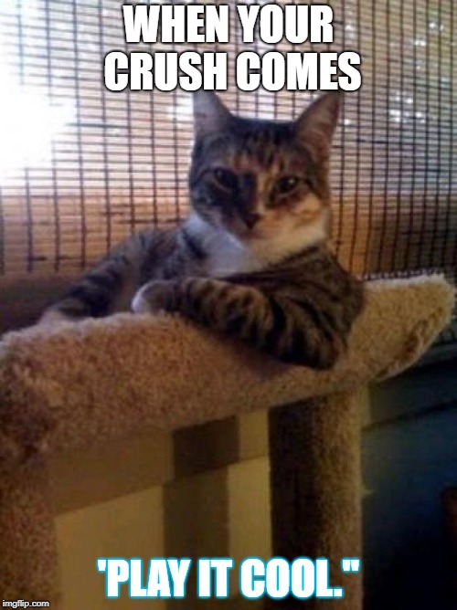 The Most Interesting Cat In The World Meme | WHEN YOUR CRUSH COMES; 'PLAY IT COOL." | image tagged in memes,the most interesting cat in the world | made w/ Imgflip meme maker