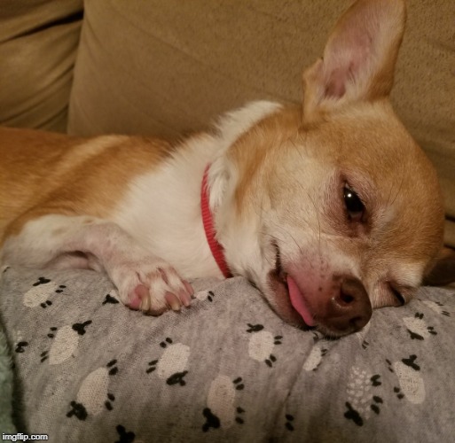 Depression Chihuahua Blank Meme Template