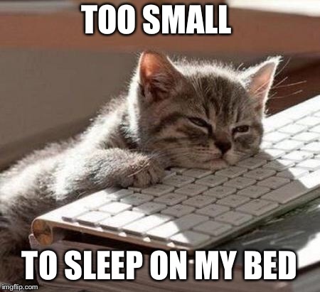 tired cat | TOO SMALL; TO SLEEP ON MY BED | image tagged in tired cat | made w/ Imgflip meme maker