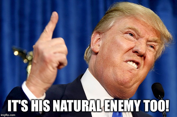 Donald Trump | IT'S HIS NATURAL ENEMY TOO! | image tagged in donald trump | made w/ Imgflip meme maker