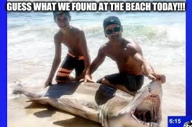 Guess What We Found!!! | GUESS WHAT WE FOUND AT THE BEACH TODAY!!! | image tagged in shark,beach,guess what,memes,day at the beach | made w/ Imgflip meme maker