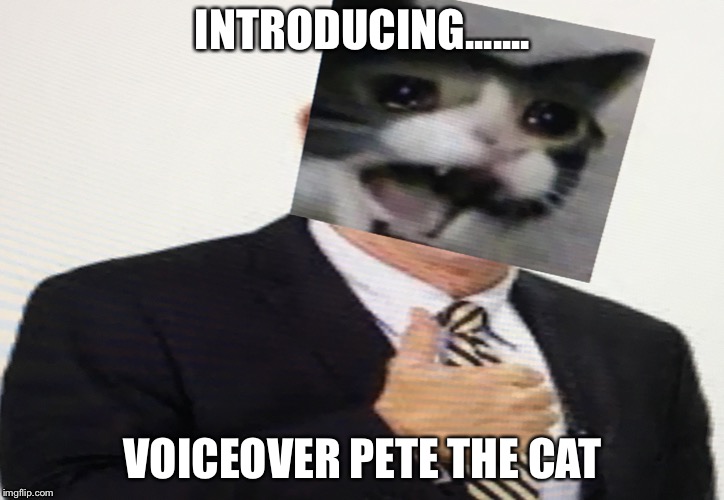 Voiceover Pete the Cat | INTRODUCING....... VOICEOVER PETE THE CAT | image tagged in voiceover pete the cat | made w/ Imgflip meme maker